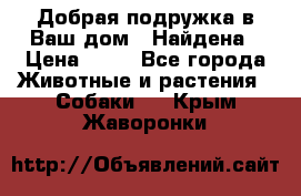 Добрая подружка,в Ваш дом!!!Найдена › Цена ­ 10 - Все города Животные и растения » Собаки   . Крым,Жаворонки